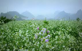 Những cánh đồng hoa cải nở rộ trên nông trường Mộc Châu