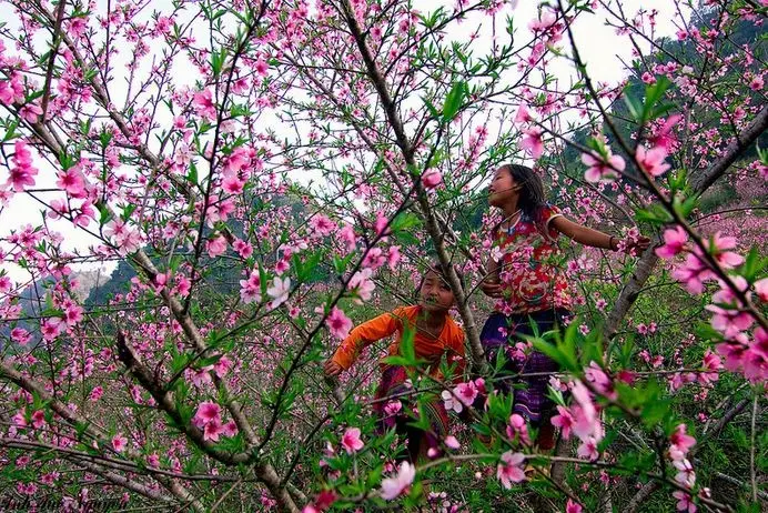 Hoa đào tại Mộc Châu nổ rộ vào tháng 2 hàng năm