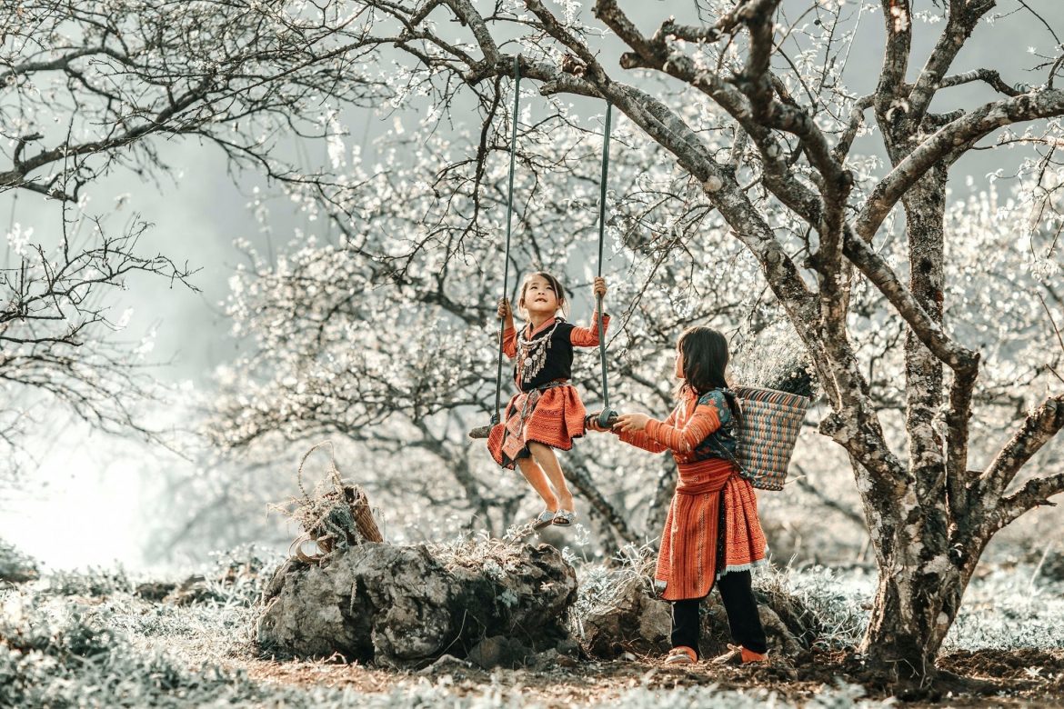 Những đứa trẻ cùng nhau nô đùa dưới gốc cây mận cổ thụ nở đầy hoa