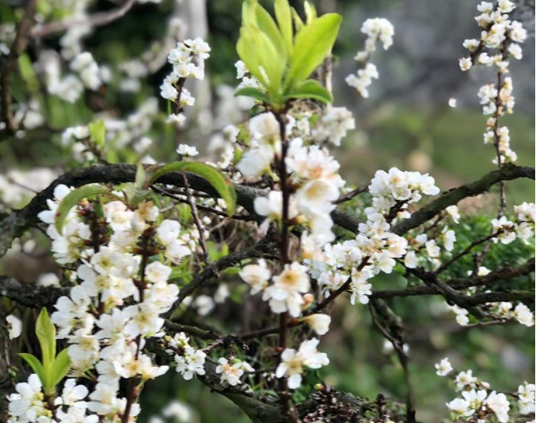 Với vẻ đẹp nguyên sơ, tinh khiết, hoa mận Mộc Châu đã trở thành một điểm hẹn của nhiều du khách mỗi dịp Tết.