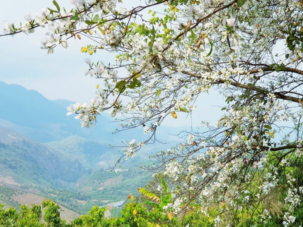 Sắc trắng của hoa ban hòa quyện với màu xanh của núi rừng tạo nên vẻ đẹp độc đáo của Mộc Châu