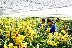 Hoa Lan là loại hoa được trồng nhiều tại vườn hoa nhiệt đới
