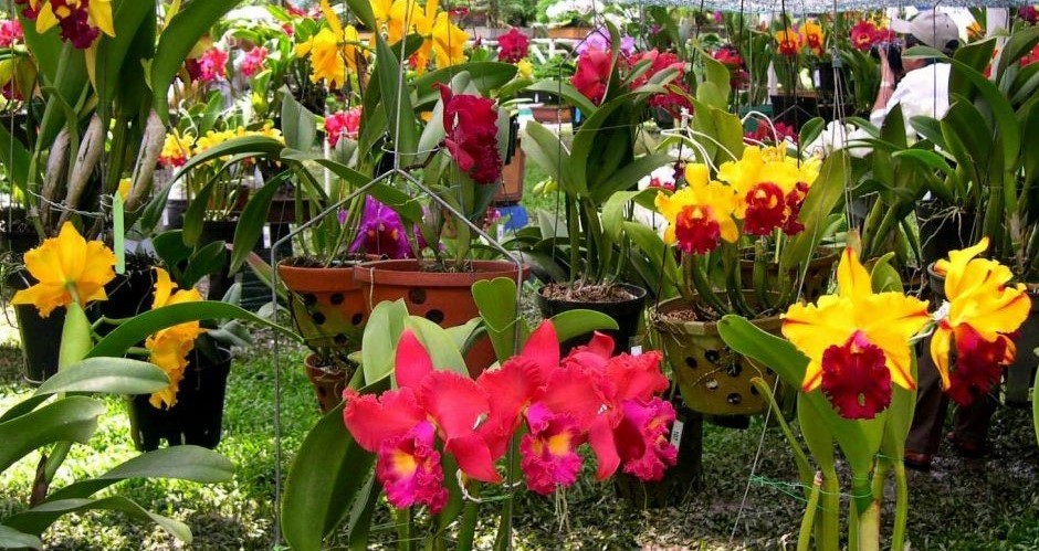 Nhiều loại hoa nở rộ tại vườn hoa nhiệt đới