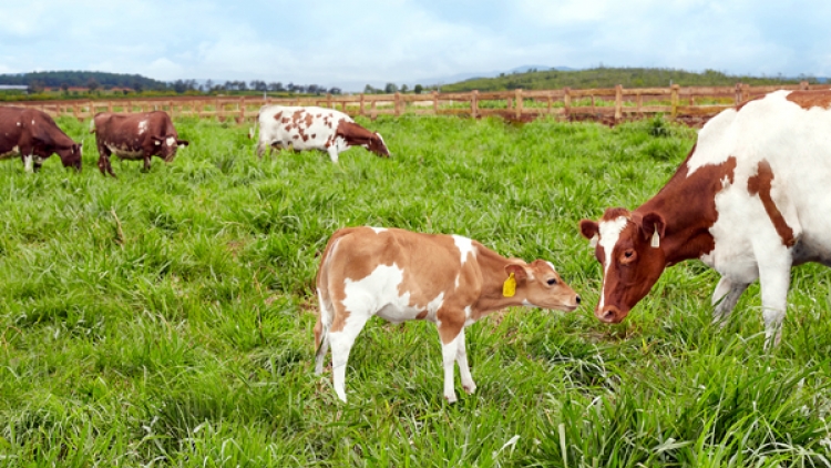 Hình ảnh những đàn bò sữa nhởn nhơ gặm cỏ trên những cánh đồng cỏ xanh bát ngát 