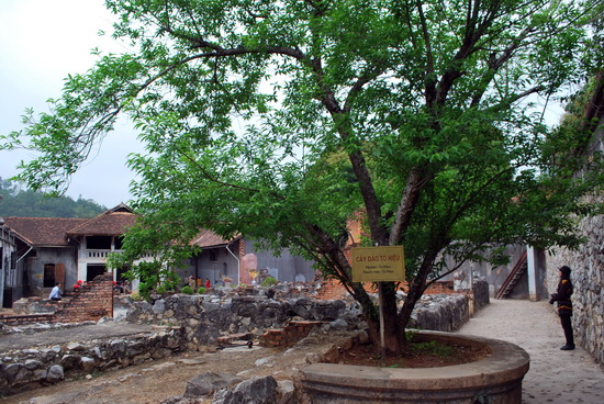 Cây đào Tô Hiệu là một trong những điểm gây ấn tượng với du khách. Bởi đây là cây đào mà đồng chí Tô Hiệu khi bị giam giữ tại nhà tù Sơn La 